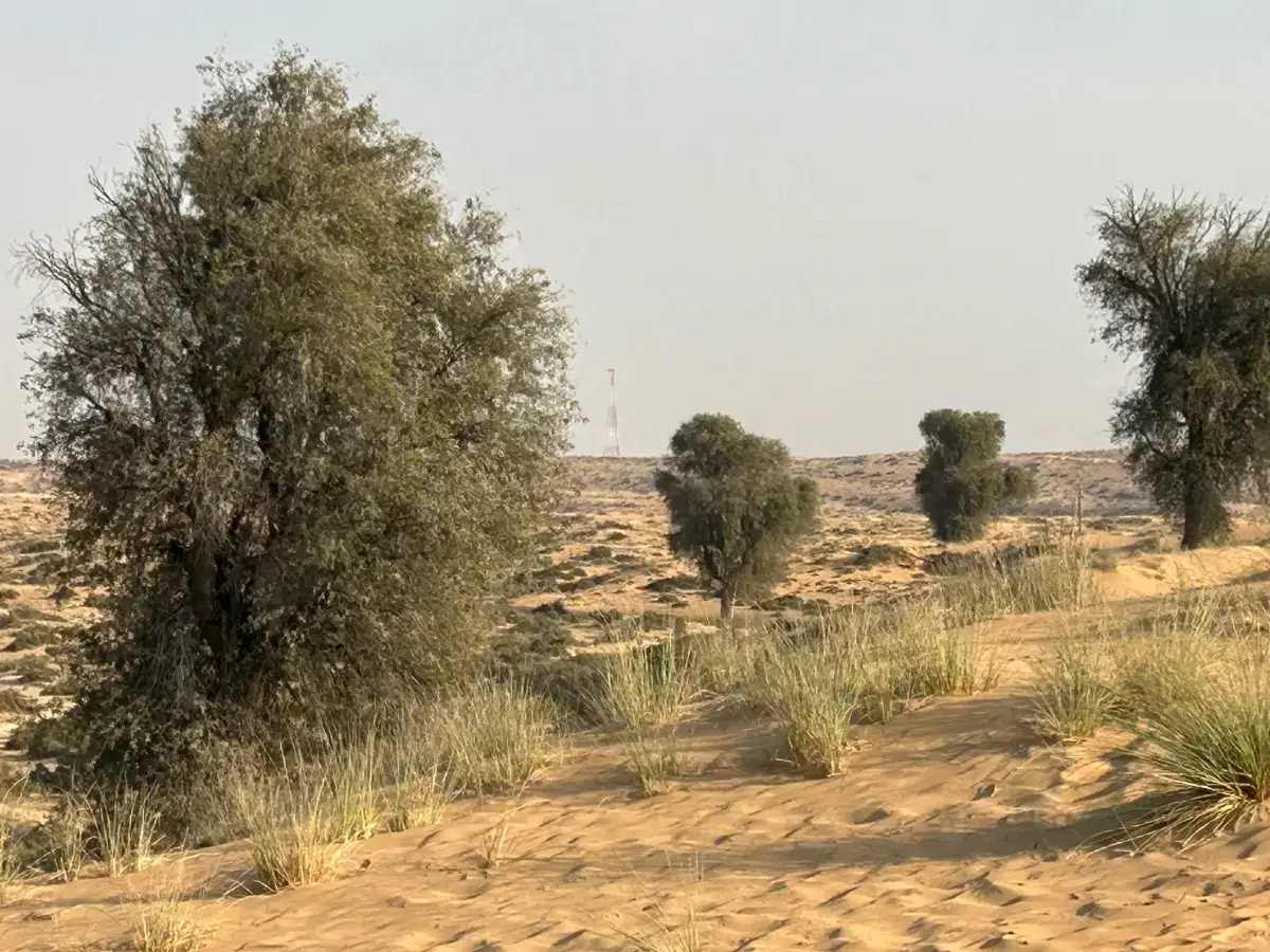Ghaf trees in the UAE desert